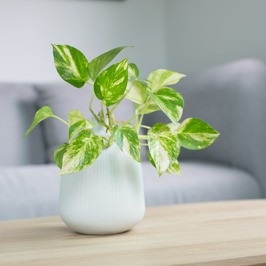 plant