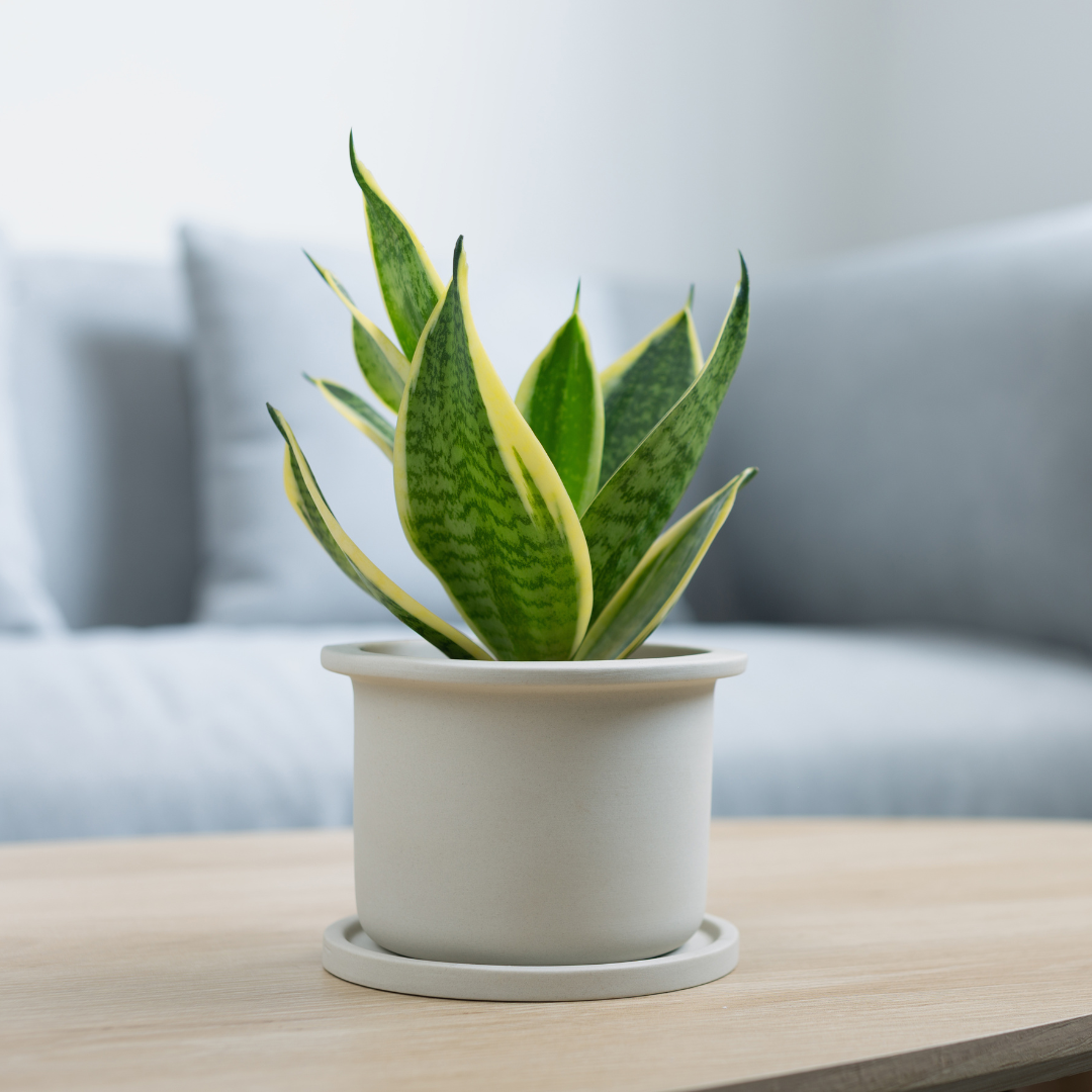 plant, clean air